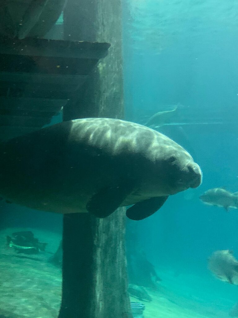 MANATEE UNDER DOCK