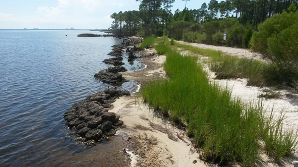 Florida Living Shoreline Law - What Property Owners Need to Know
